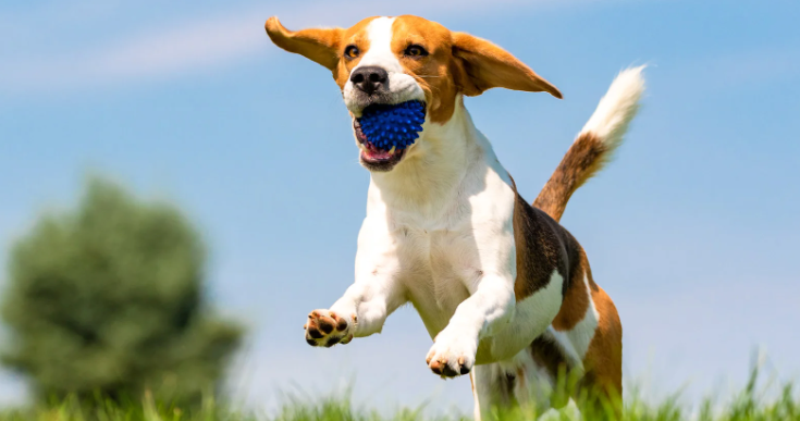 Découvre comment la cure printanière peut tout changer pour ton chien!