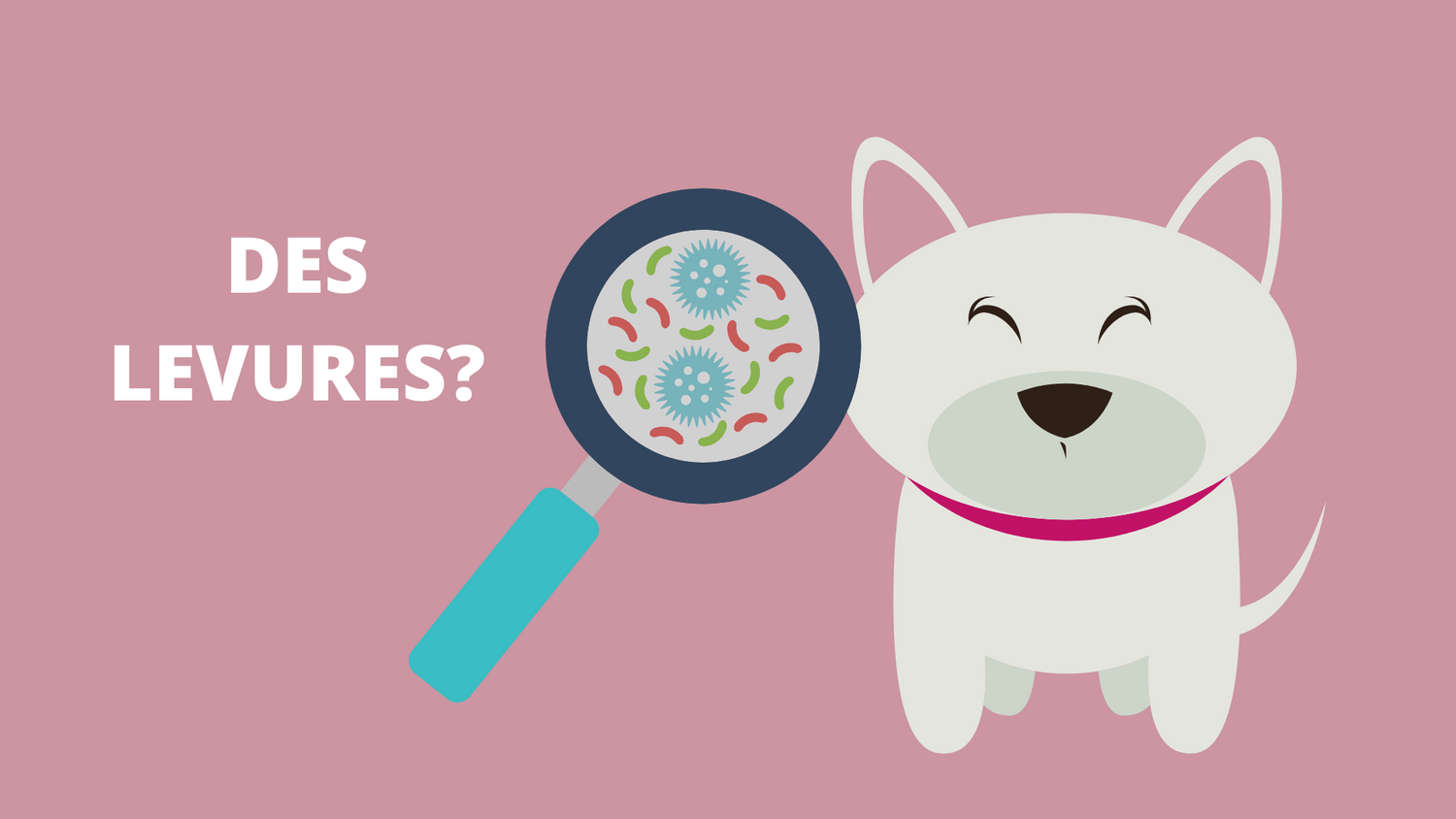Démangeaisons et problèmes de levures chez le chien
