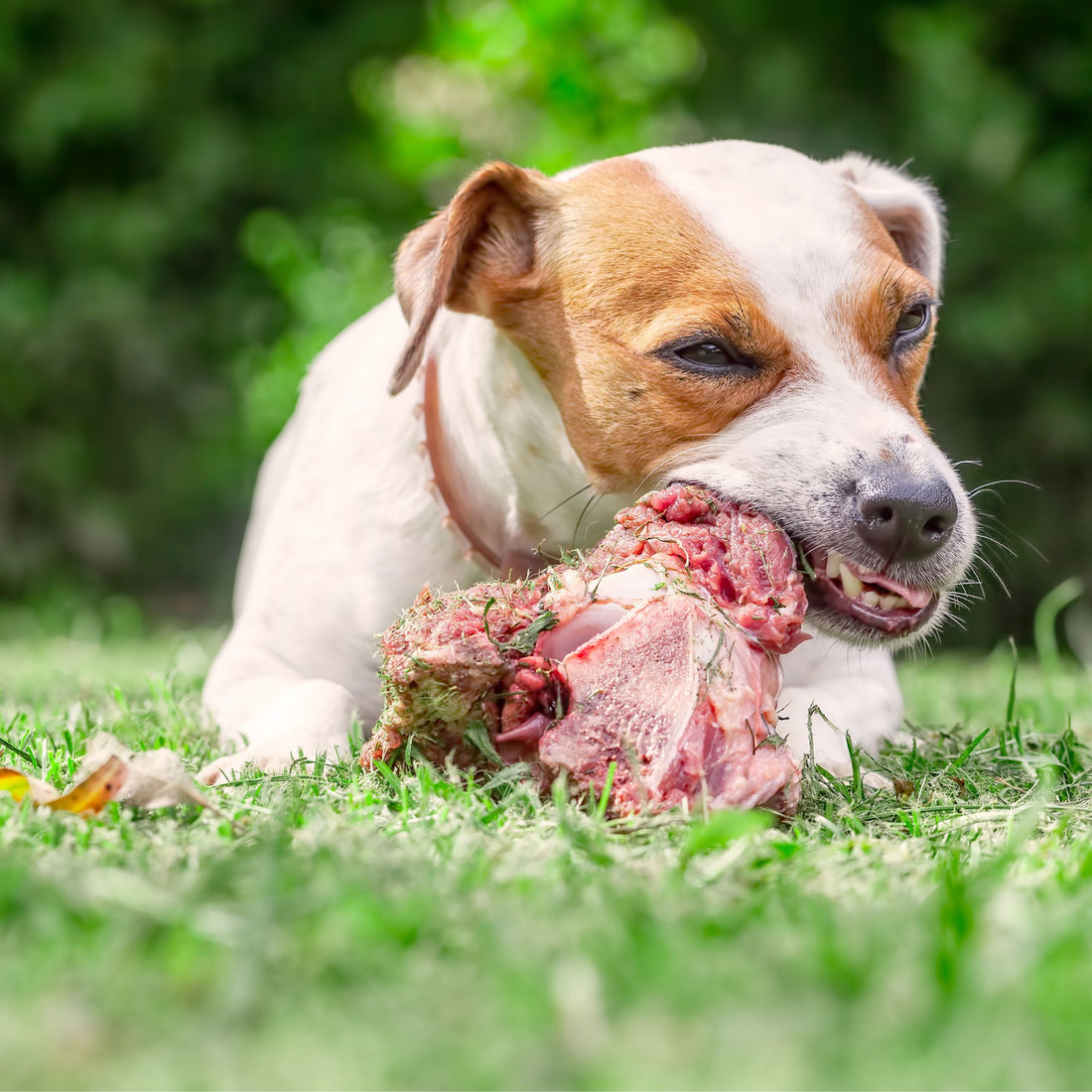 Comment donner des os de façon sécuritaire à ton chien en 10 étapes faciles!