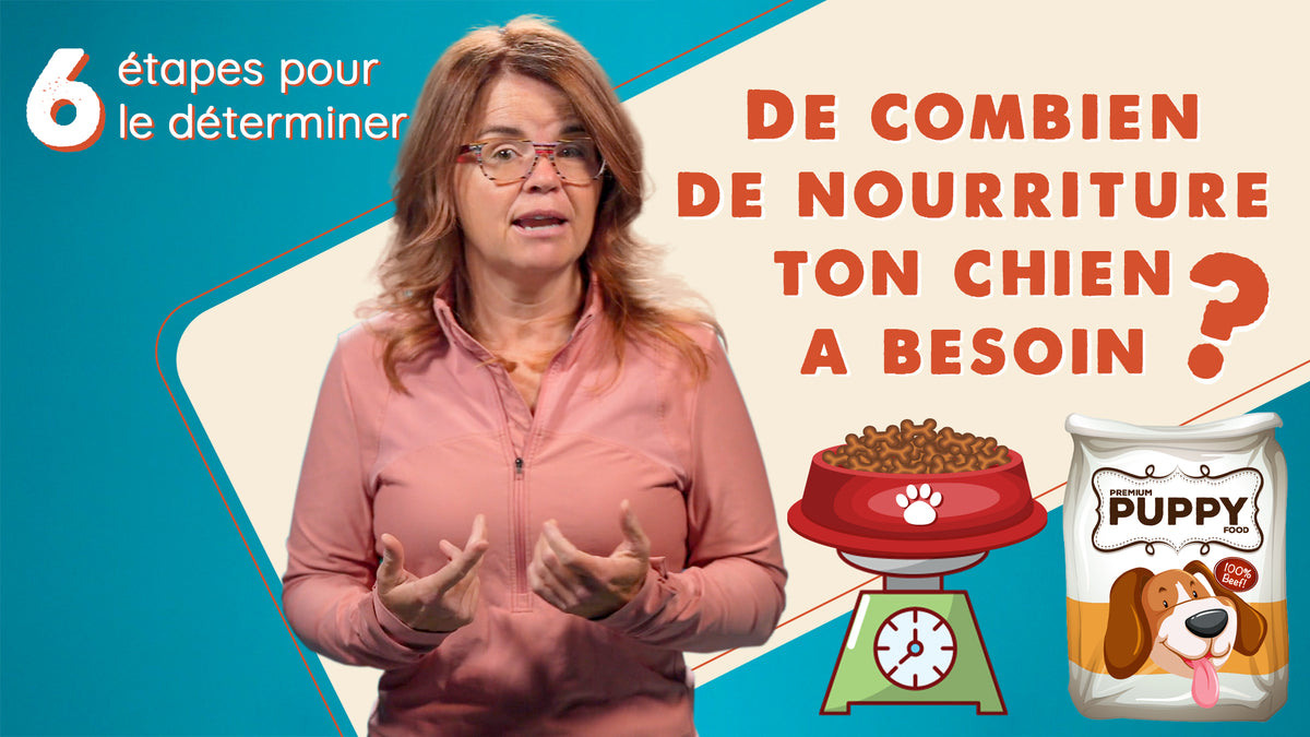 Comment ajuster la quantité de nourriture pour ton chien et prévenir l Pattedeau Bio Inc.