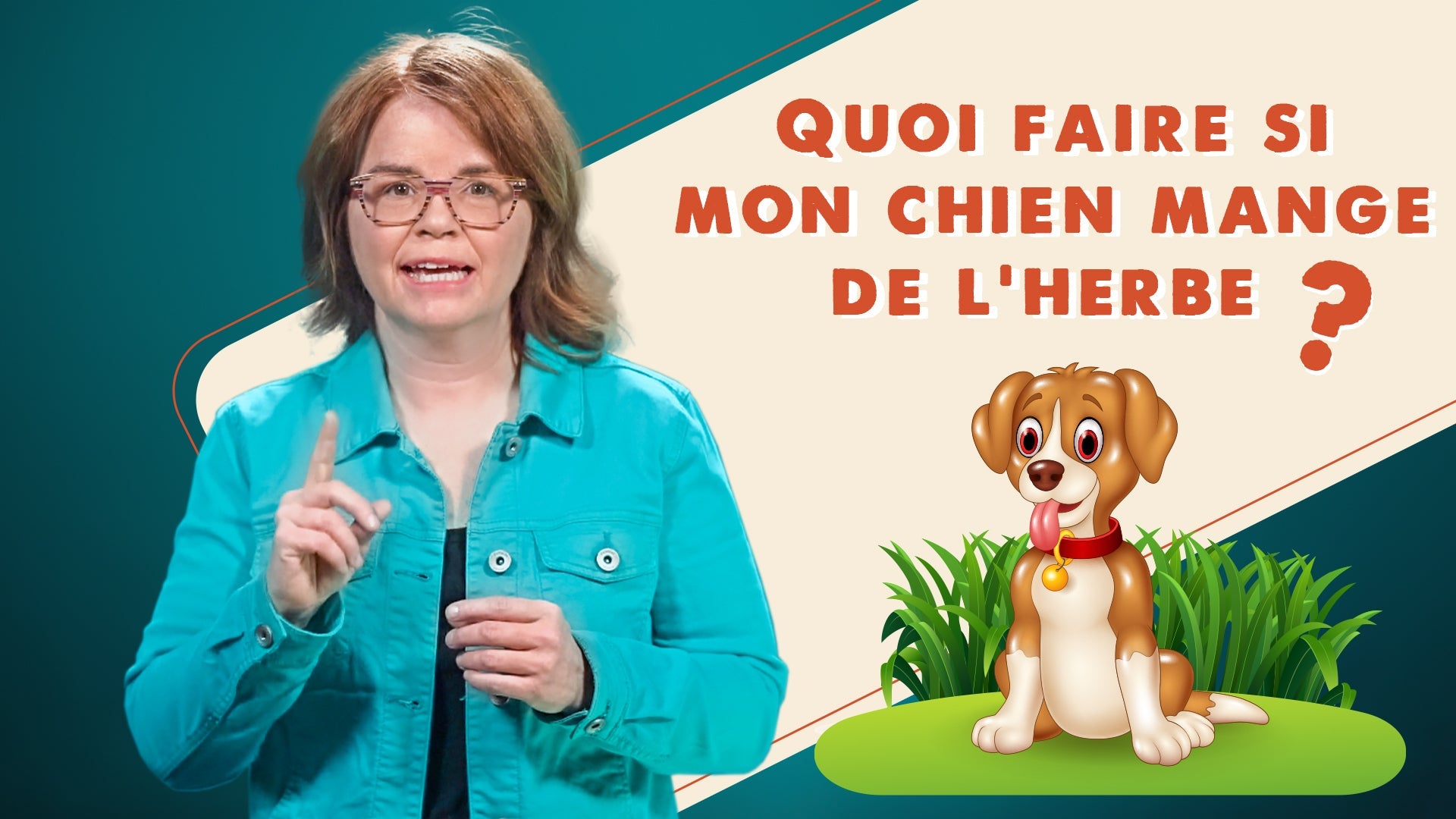 Pourquoi mon chien broute du gazon ? Est-ce que c'est dangereux ?