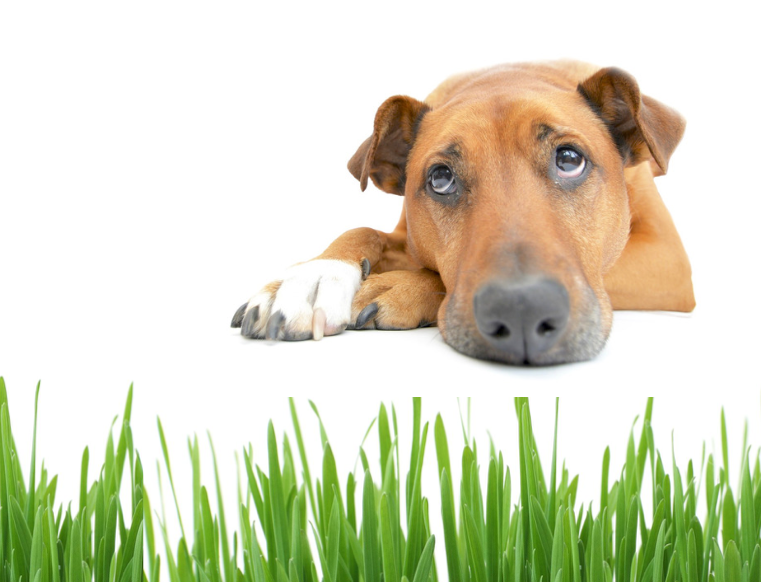 Des trucs pour aider votre chien au prise avec des problèmes d'allergies saisonnières.