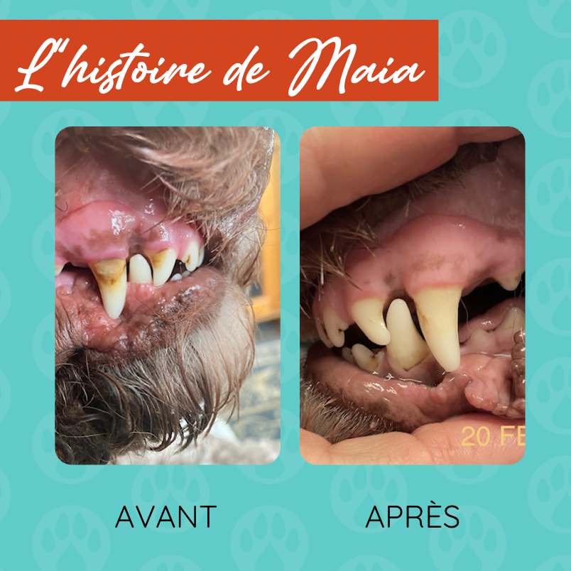 L'histoire de Maia: Comment faire disparaitre le tartre dentaire en moins de 40 jours de façon naturelle!