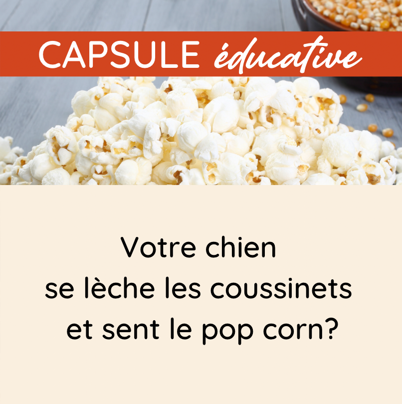 Votre chien se lèche et se gratte beaucoup les coussinets, le cou, les oreilles?