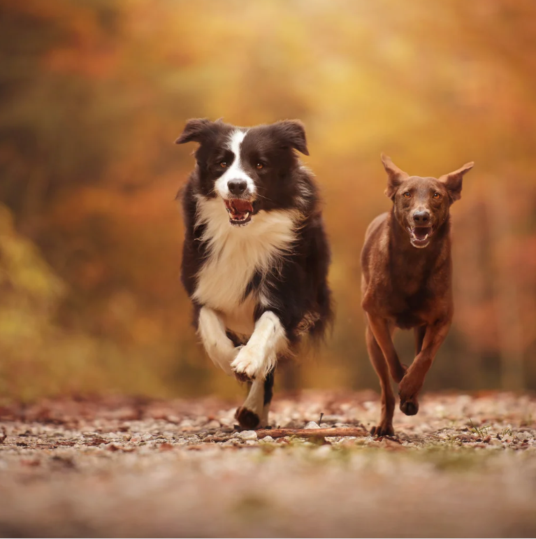 Qu'est-ce que le collagène et comment il peut aider ton chien?