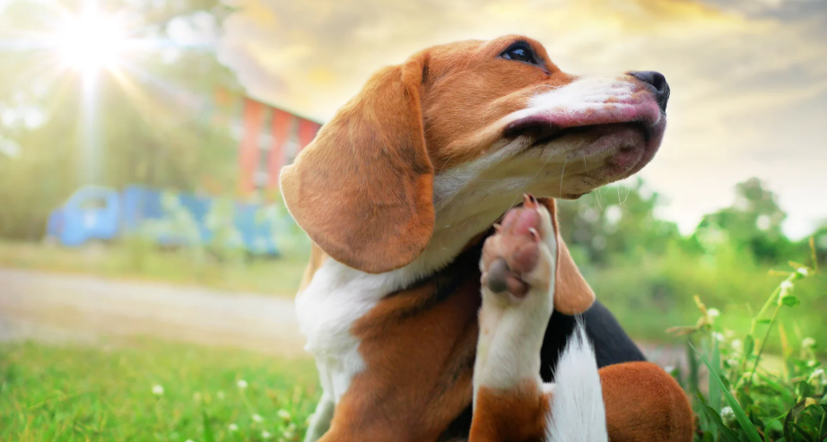 Mon chien se gratte toujours, même avec les suppléments : pourquoi ?