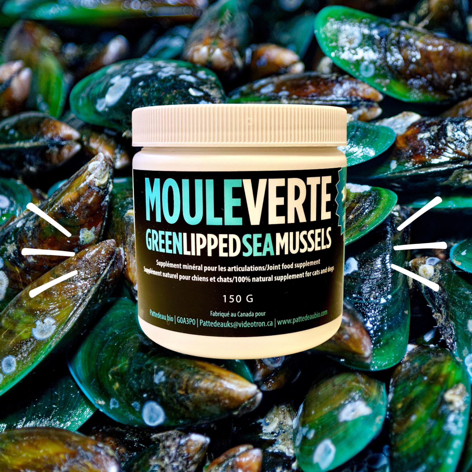 Comment la moule verte peut aider à soulager les douleurs articulaires chez les chiens.
