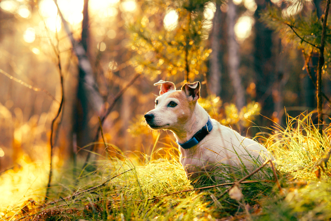 Probiotiques pour chien - quand et comment les utiliser - Pattedeau Bio