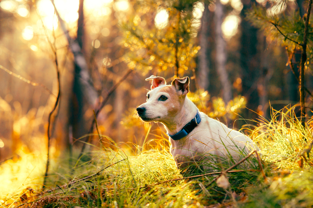 Probiotiques pour chien - quand et comment les utiliser - Pattedeau Bio