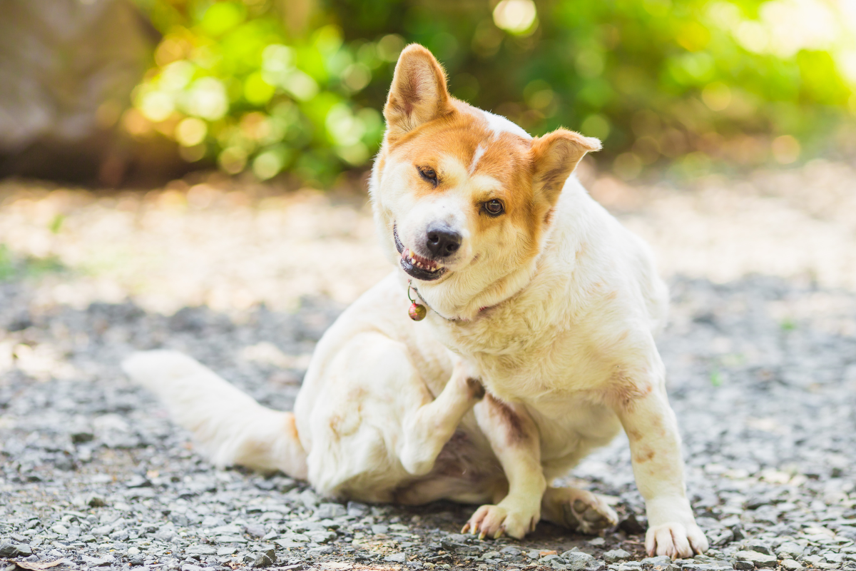 Mon chien se gratte tout le temps : causes, solutions naturelles et quand s'inquiéter