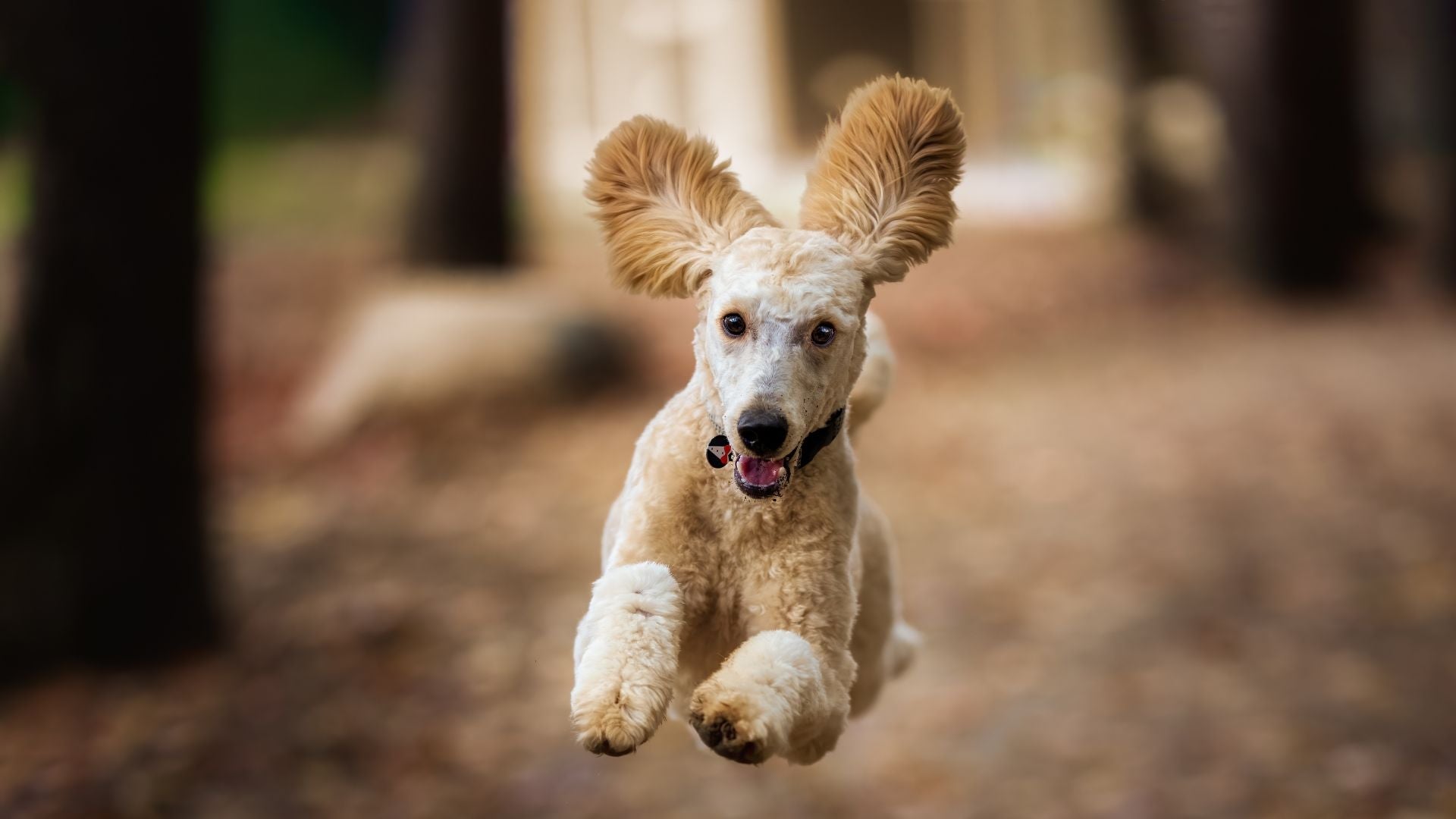 Parent-chien réconfortant son chien anxieux naturellement
