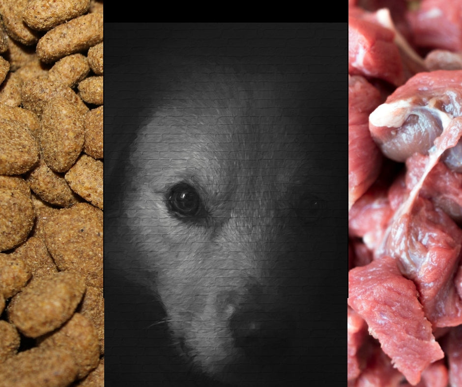 L'impact de l'alimentation sur la santé de nos chiens
