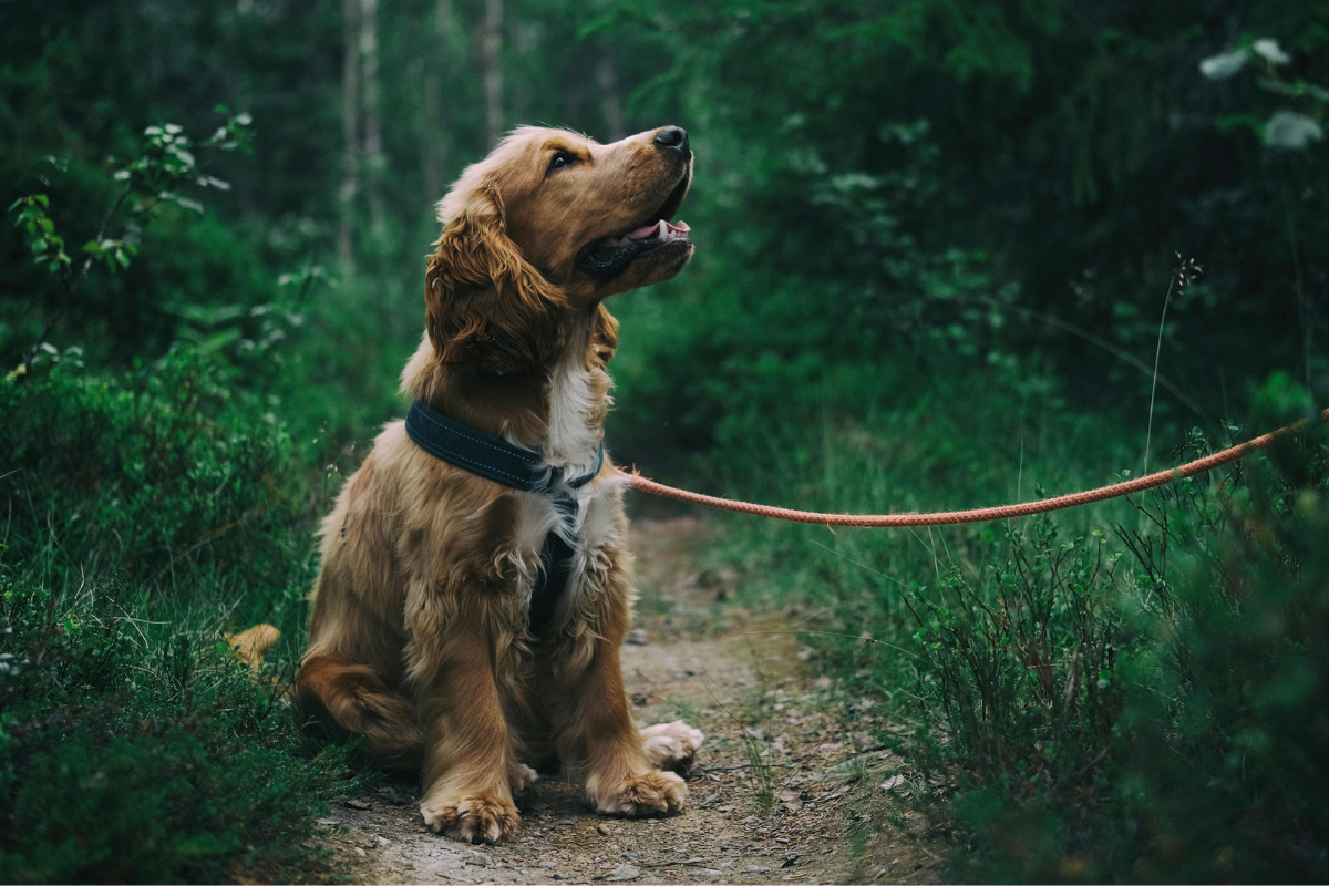 Chien qui se gratte les oreilles — otites à répétition et alimentation canine
