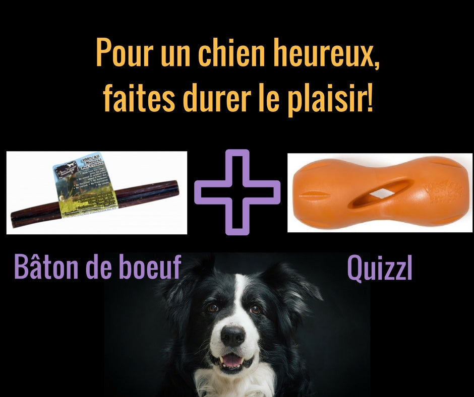 Le chien a un besoin fondamental de mastication