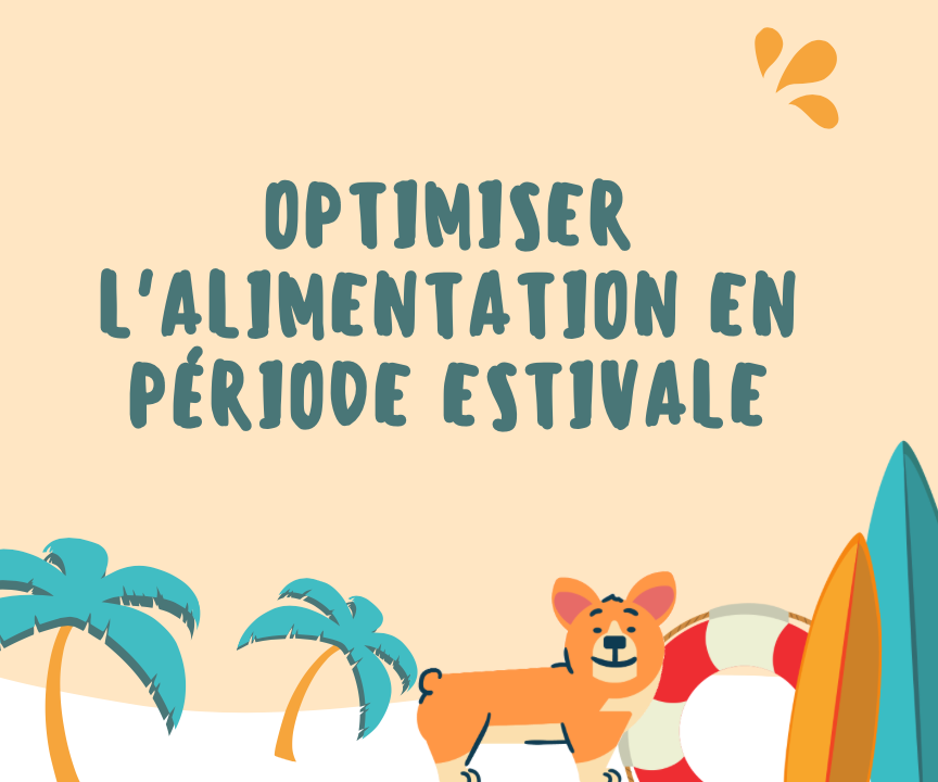 Comment optimiser l'alimentation de son chien en période de canicule?