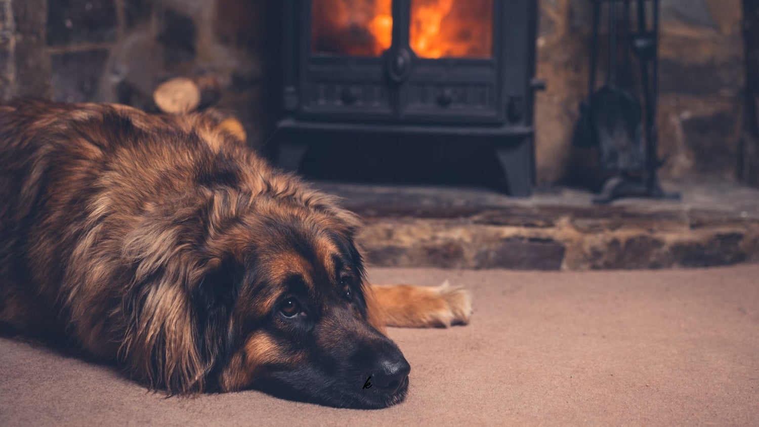 Protéger la peau de ton chien quand le chauffage repart
