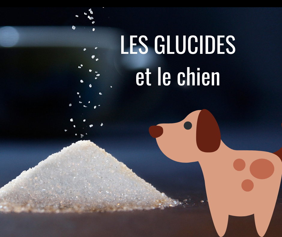 Les glucides et le chien