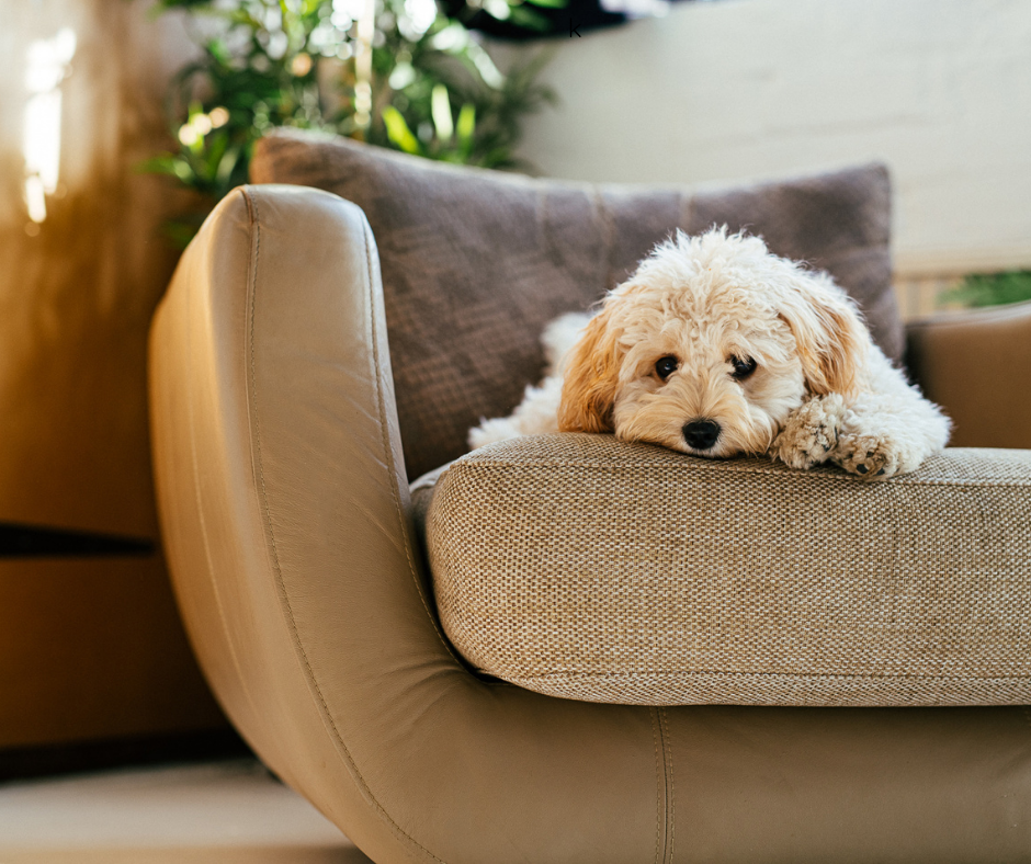 Quand l’inflammation s’installe : le danger invisible pour ton chien