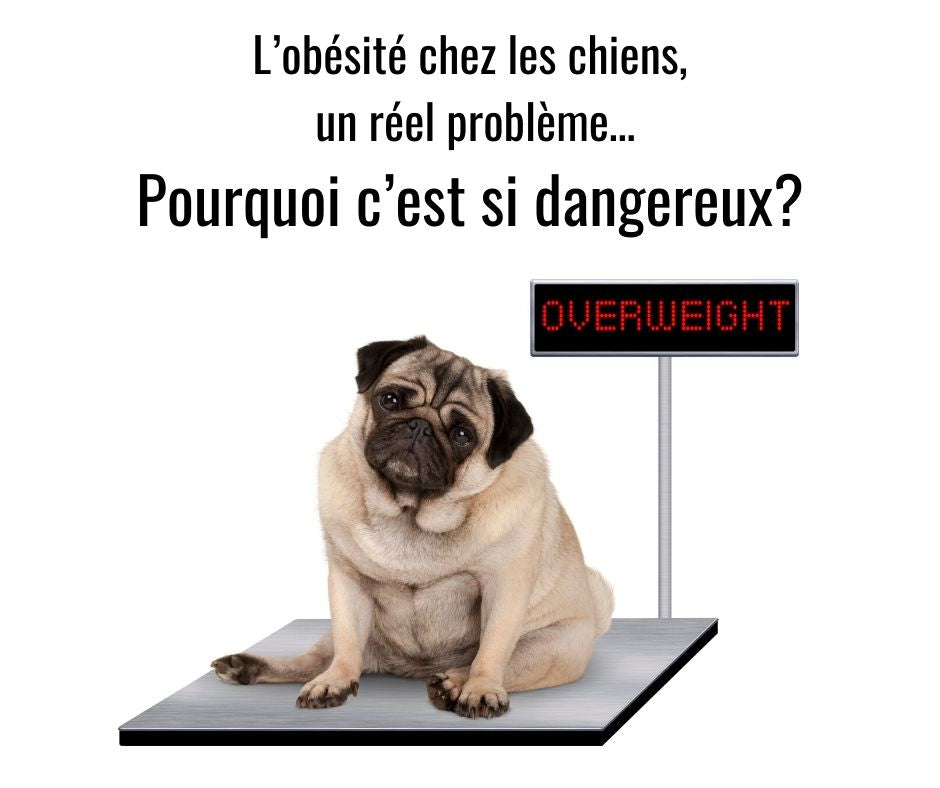 L'obésité chez les chiens, un réel problème, pourquoi est-ce si dangereux?