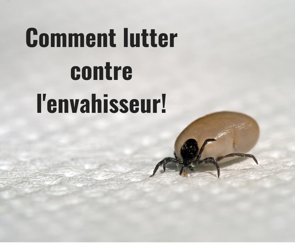 La lutte contre les tiques!