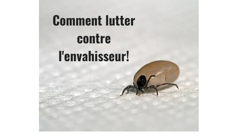 La lutte contre les tiques!