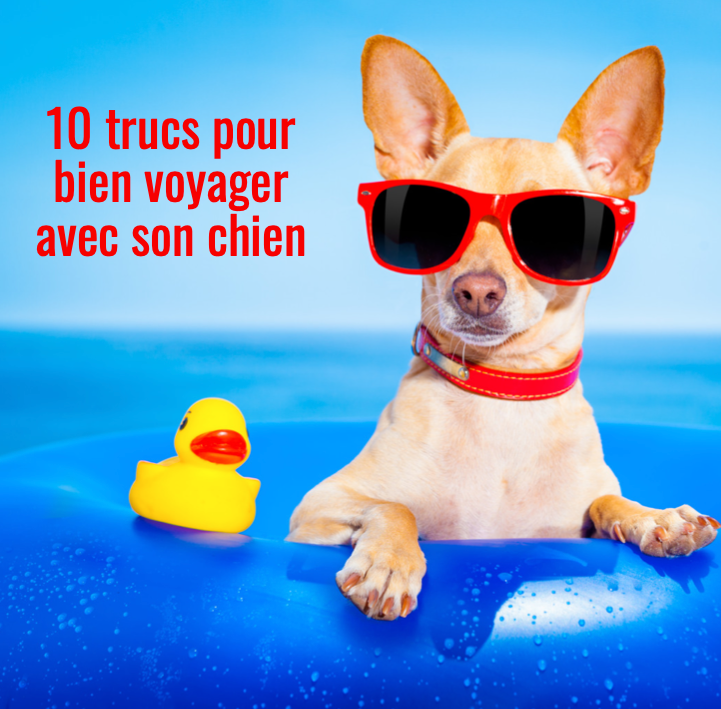 10 trucs pour bien voyager avec son chien