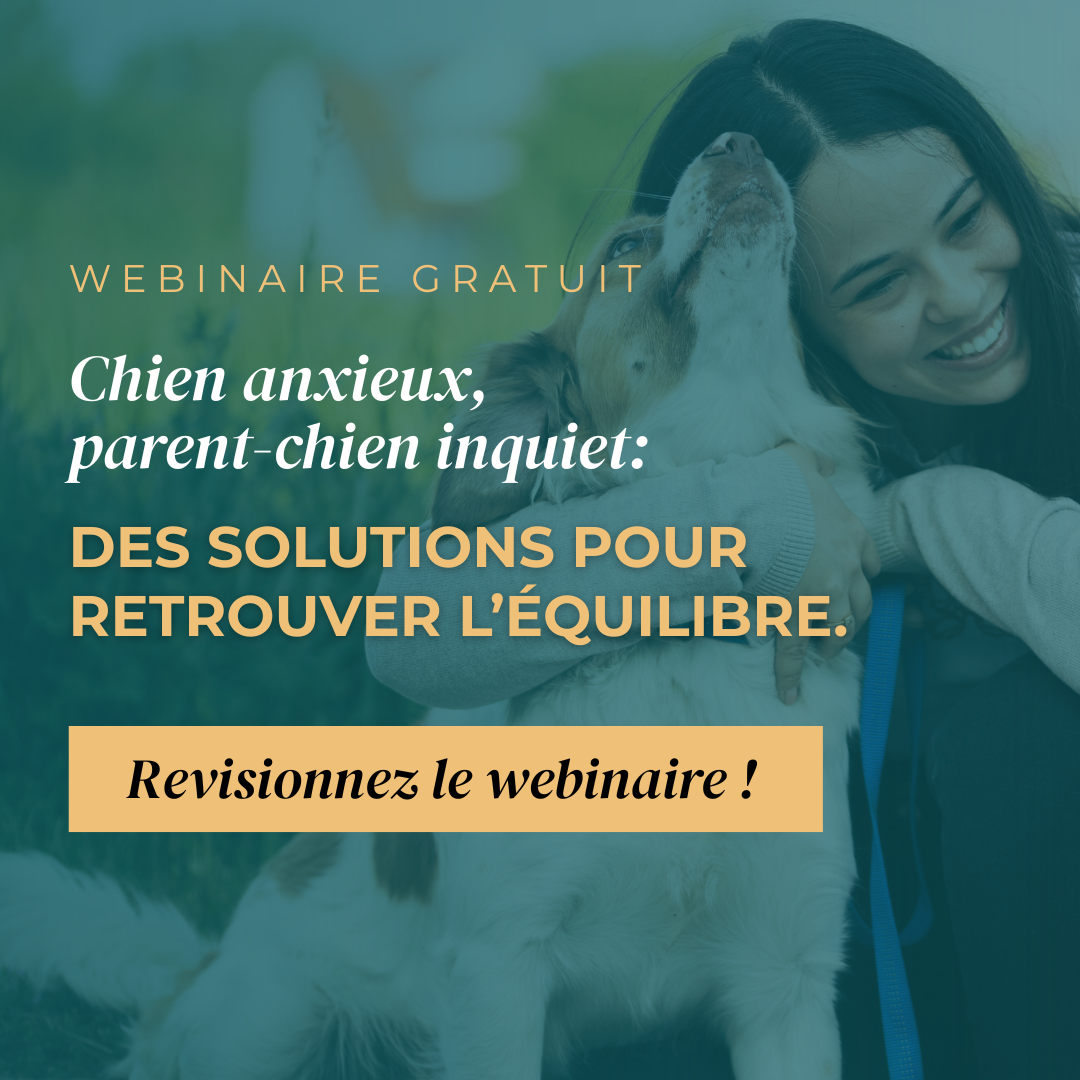 REDIFFUSION DU WEBINAIRE