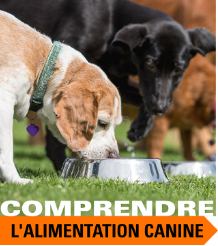 En ligne:  Comprendre l'alimentation canine