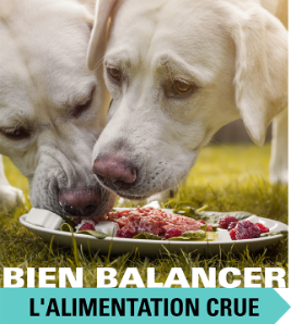 En ligne: Bien balancer l'alimentation crue de mon chien